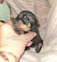 Tiana, a female Miniature Pinscher for sale in Norwood, MO – 5 of 5