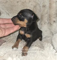 AKC Cosmo, a male Miniature Pinscher for sale in Norwood, MO – 10 of 10