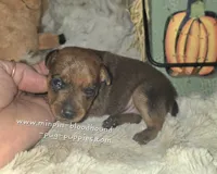 Gus, a male Miniature Pinscher for sale in Norwood, MO – 4 of 6