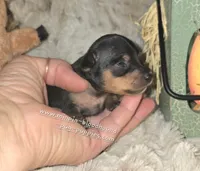 Gidget , a female Miniature Pinscher for sale in Norwood, MO – 5 of 6