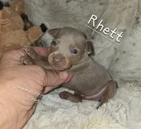Rhett, a male Miniature Pinscher for sale in Norwood, MO – 1 of 6
