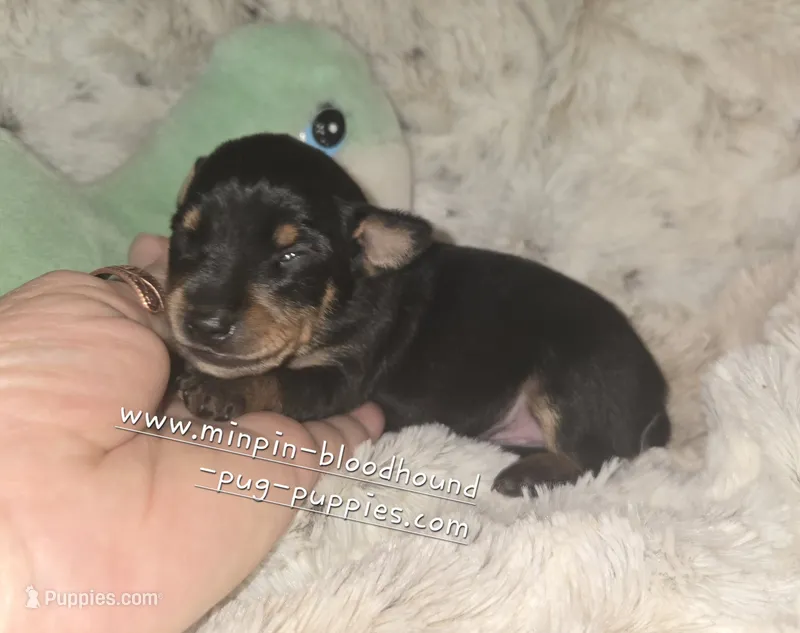 MATT black and rust  – Miniature Pinscher puppy for sale in Norwood, MO
