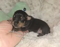 MATT black and rust , a male Miniature Pinscher for sale in Norwood, MO – 1 of 5