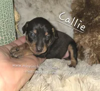 Callie black and tan , a female Miniature Pinscher for sale in Norwood, MO – 5 of 6