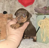 AKC Chocolate Cherry , a female Miniature Pinscher for sale in Norwood, MO – Photo 3 of 5