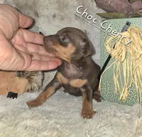 AKC Chocolate Cherry , a female Miniature Pinscher for sale in Norwood, MO – Photo 5 of 5