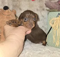 AKC Chocolate Cherry , a female Miniature Pinscher for sale in Norwood, MO – Photo 2 of 5