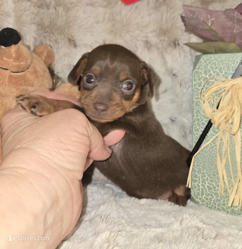 AKC Chocolate Cherry 