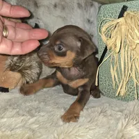 AKC Chocolate Cherry , a female Miniature Pinscher for sale in Norwood, MO – Photo 4 of 5