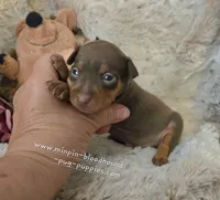 Akc Riker, a male Miniature Pinscher for sale in Norwood, MO – 5 of 6