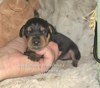 Gypsy , a female Miniature Pinscher for sale in Norwood, MO – 4 of 6