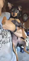 Dugan, a male Miniature Pinscher for sale in Norwood, MO – 7 of 8