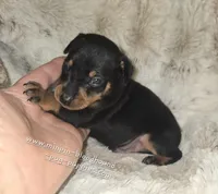 AKC Carter , a male Miniature Pinscher for sale in Norwood, MO – 7 of 10