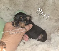 MATT black and rust , a male Miniature Pinscher for sale in Norwood, MO – 2 of 5