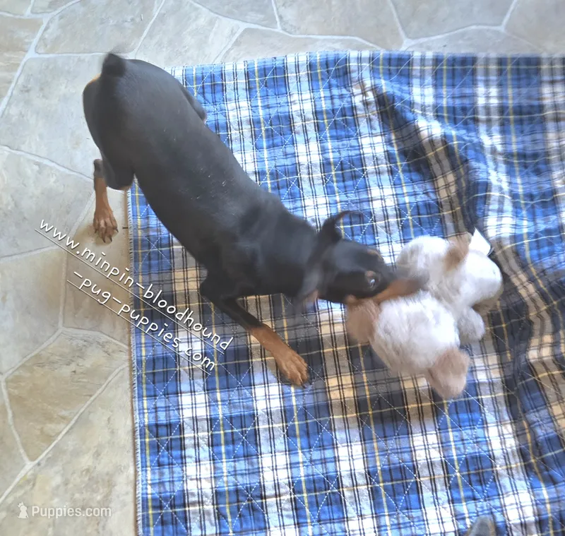 Dugan – Miniature Pinscher puppy for sale in Norwood, MO