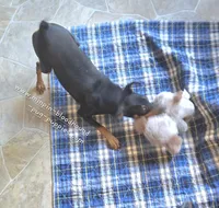 Dugan, a male Miniature Pinscher for sale in Norwood, MO – 1 of 8
