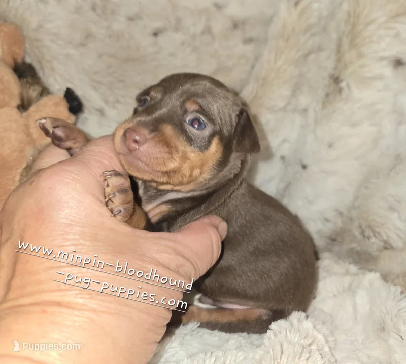 Akc Riker – Miniature Pinscher puppy for sale in Norwood, MO