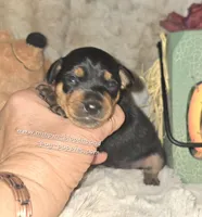 Gypsy , a female Miniature Pinscher for sale in Norwood, MO – 2 of 6