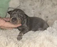 "Miles", blue tan, a male Miniature Pinscher for sale in Norwood, MO – 3 of 7