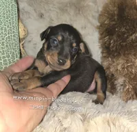 Callie black and tan , a female Miniature Pinscher for sale in Norwood, MO – 6 of 6