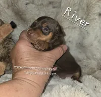 AKC River, a female Miniature Pinscher for sale in Norwood, MO – 4 of 5