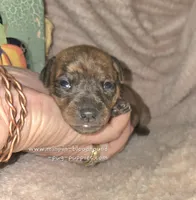 Tessa, a female Miniature Pinscher for sale in Norwood, MO – 3 of 6