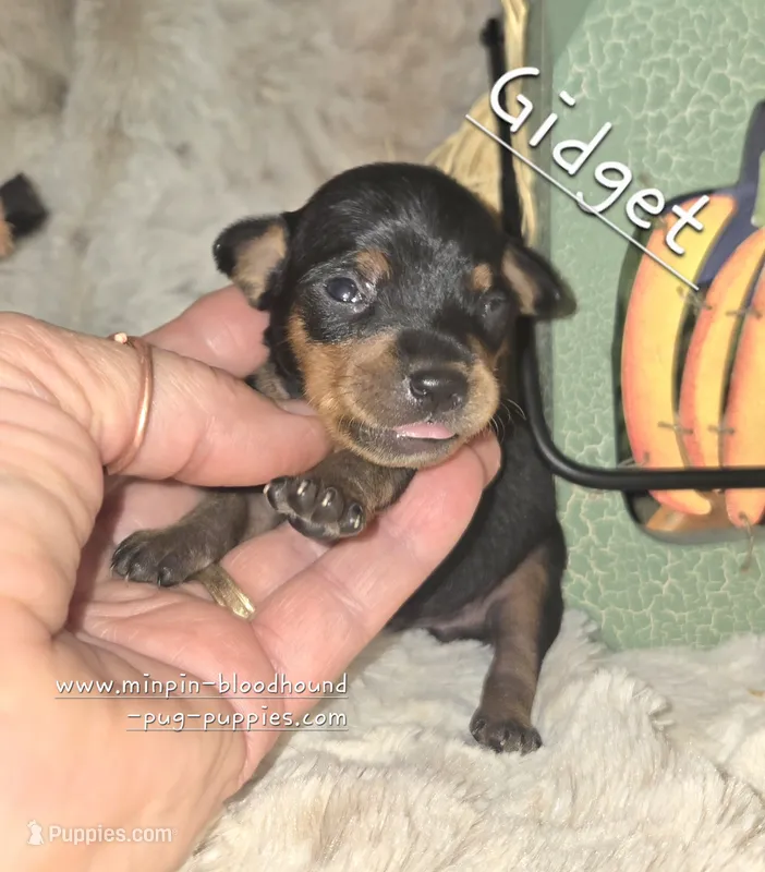 Gidget  – Miniature Pinscher puppy for sale in Norwood, MO