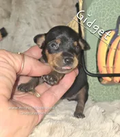 Gidget , a female Miniature Pinscher for sale in Norwood, MO – 1 of 6