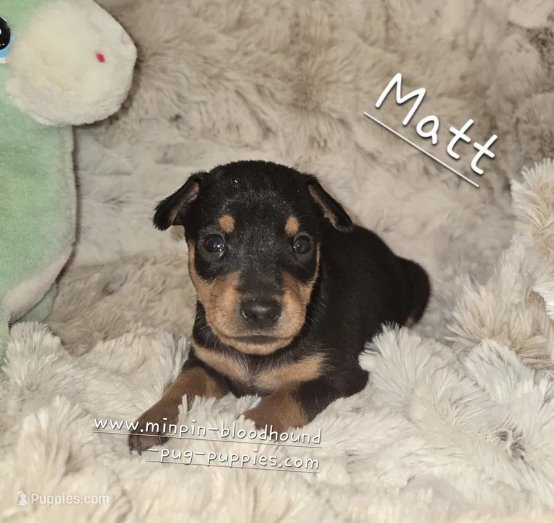 MATT black and rust  – Miniature Pinscher puppy for sale in Norwood, MO