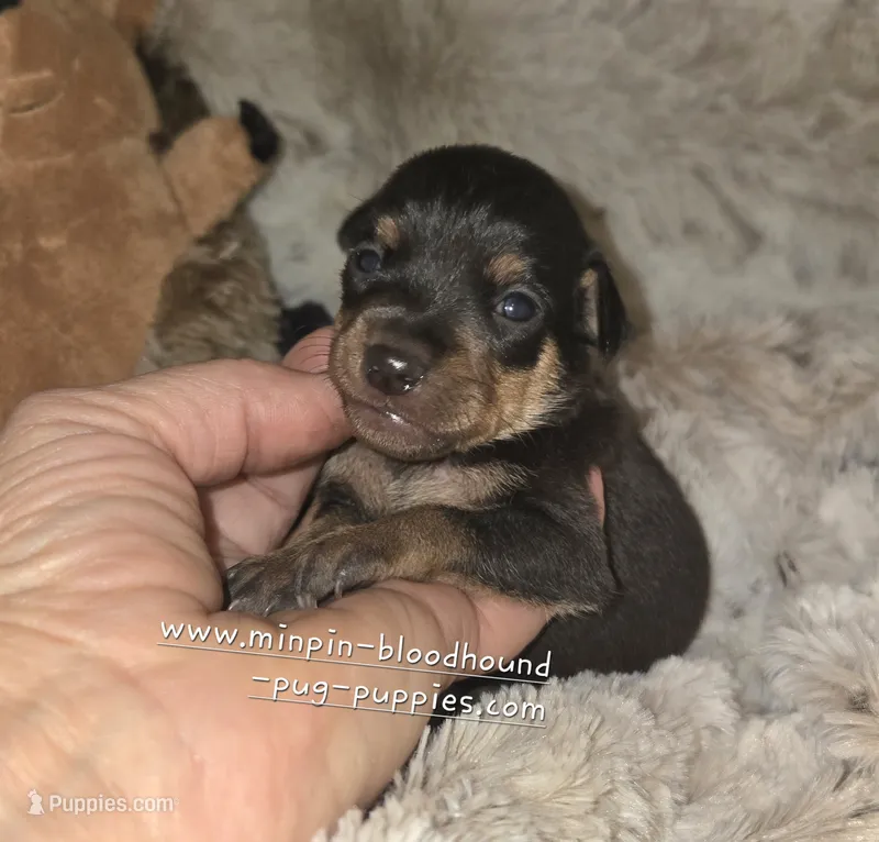 Paxton  – Miniature Pinscher puppy for sale in Norwood, MO