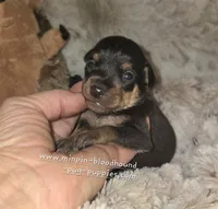 Paxton , a male Miniature Pinscher for sale in Norwood, MO – 1 of 6