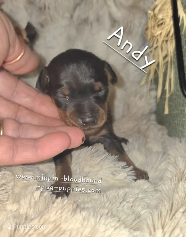 Andy – Miniature Pinscher puppy for sale in Norwood, MO