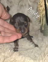 Andy, a male Miniature Pinscher for sale in Norwood, MO – 1 of 4