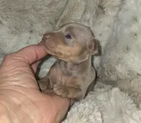 Rhett, a male Miniature Pinscher for sale in Norwood, MO – 3 of 6