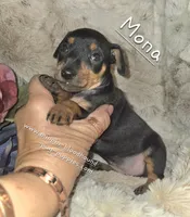 "Mona" black n rust, a female Miniature Pinscher for sale in Norwood, MO – 7 of 10