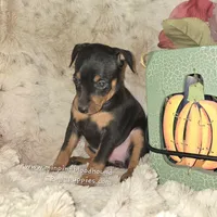 Cora black and tan , a female Miniature Pinscher for sale in Norwood, MO – 8 of 10