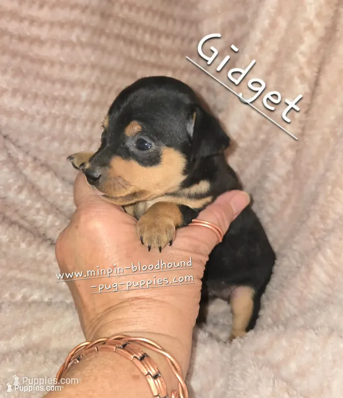 Gidget  – Miniature Pinscher puppy for sale in Norwood, MO
