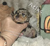 Atlas, a male Miniature Pinscher for sale in Norwood, MO – 3 of 5