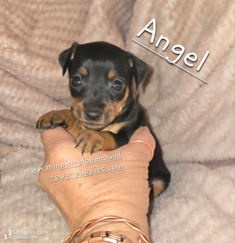 Angel  – Miniature Pinscher puppy for sale in Norwood, MO