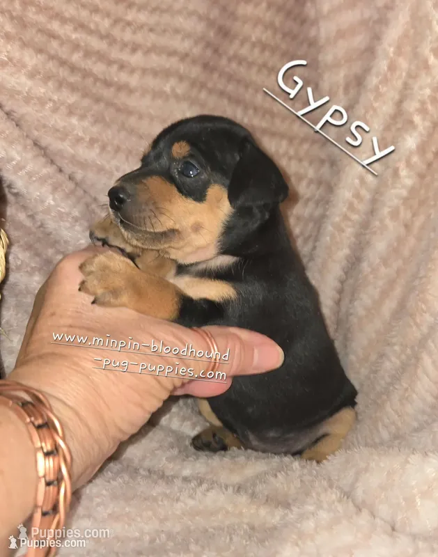 Gypsy  – Miniature Pinscher puppy for sale in Norwood, MO