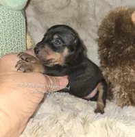 Callie black and tan , a female Miniature Pinscher for sale in Norwood, MO – 4 of 6