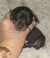 "Mona" black n rust, a female Miniature Pinscher for sale in Norwood, MO – 2 of 5