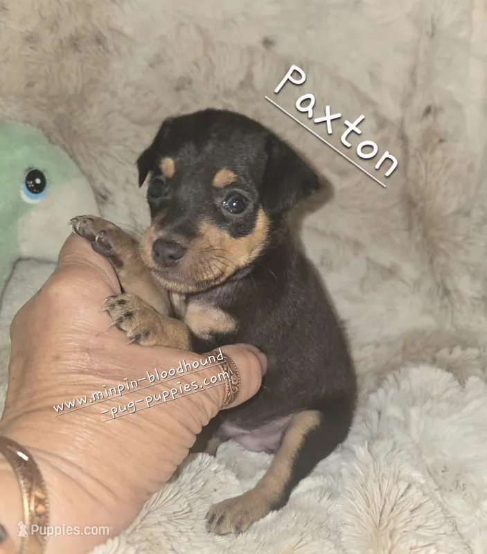 Paxton  – Miniature Pinscher puppy for sale in Norwood, MO