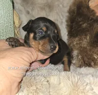 Coral black and tan , a female Miniature Pinscher for sale in Norwood, MO – 5 of 6