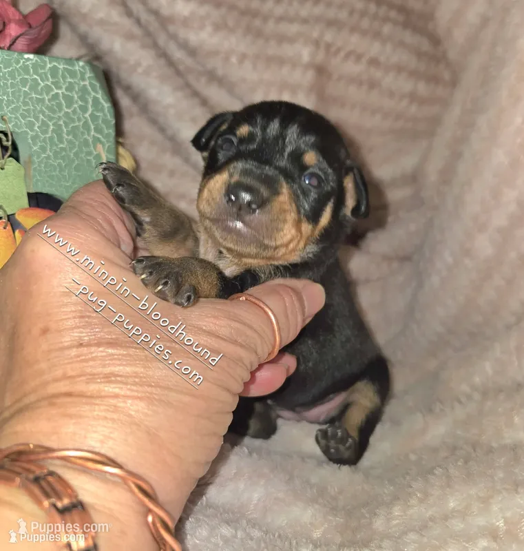 Tiana – Miniature Pinscher puppy for sale in Norwood, MO