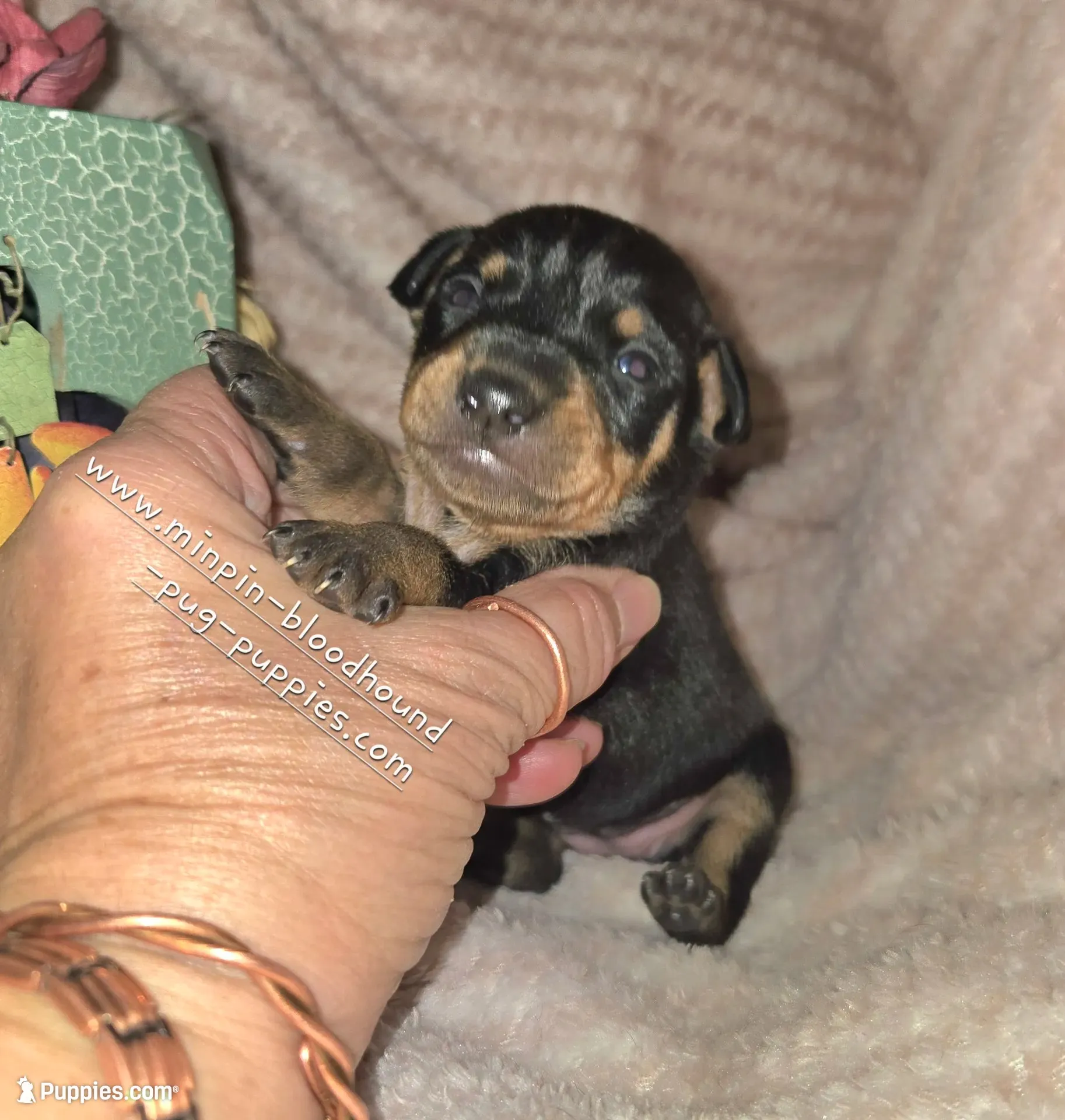 Tiana, a female Miniature Pinscher for sale in Norwood, MO – 1 of 5