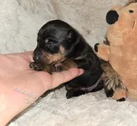 AKC Cosmo, a male Miniature Pinscher for sale in Norwood, MO – 2 of 5
