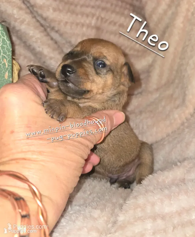 Theo – Miniature Pinscher puppy for sale in Norwood, MO