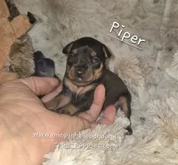 Piper black tan, a female Miniature Pinscher for sale in Norwood, MO – 4 of 5