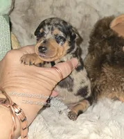 Charlotte black blue merle, a female Miniature Pinscher for sale in Norwood, MO – 4 of 5